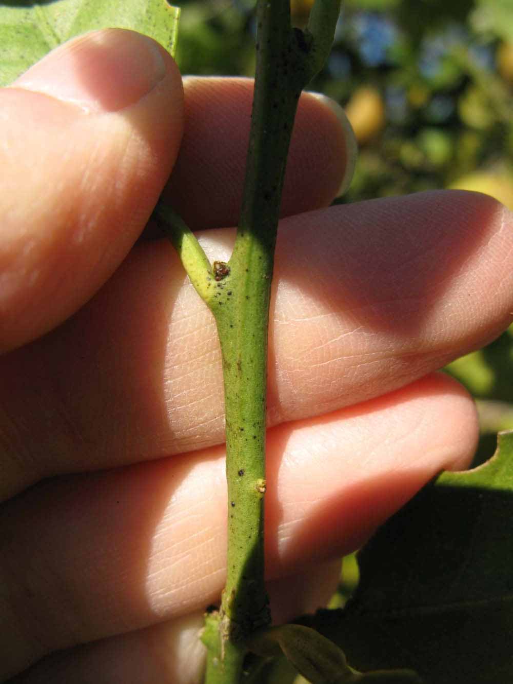            First year twig (Sanguinelli, Winter Haven, FL)   
